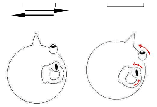 三半規管と眼球運動の反射